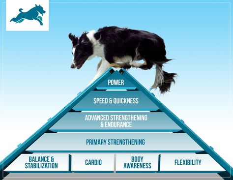 Canine fitness training that is structured, safe, and effective following the K9 Fitness Pyramid. Where is your dog on the pyramid? Security Dogs, Canine Fitness, Dog Gym, Dock Diving, K9 Training, Agility Training For Dogs, Dog Anatomy, Dog Sports, Animal Printables