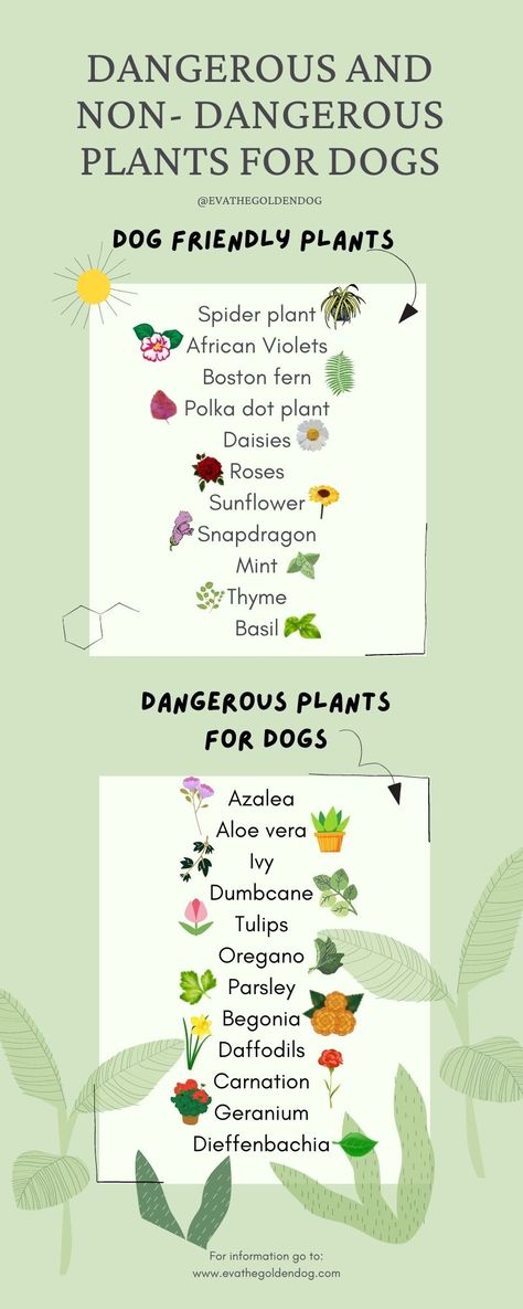 An overview with dangerous plants for dogs to avoid and a list of dog friendly plants to keep Garden For Renters, Pet Friendly Lawn Alternatives, Pet Safe Plants Outdoor, Dog Friendly Flowers, Dog Side Yard Ideas, Dog Friendly Plants Outdoor, Dog Safe Garden, Dog Friendly Garden Ideas, Keep Dogs Out Of Garden