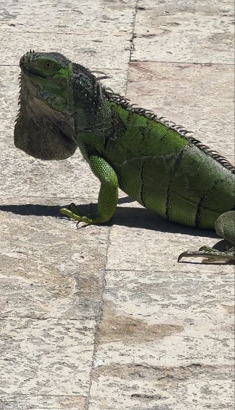 Florida living! Green and black striped Iguana🦎🌴 #floridaliving #florida #outdoors #nature #naturephotography #iguana #species #weather #miami #animalsnature #outside #photography #photooftheday #green #summer #wildlifephotography #wildlifewednesday #sunnyisles #miamibeach #animals Florida Animals, Florida Wildlife Art, Florida Wildlife, Savannah Monitor Lizard, Green Keel Bellied Lizard, Green Tree Monitor Lizard, Sunny Isles, Florida Living, Florida Travel