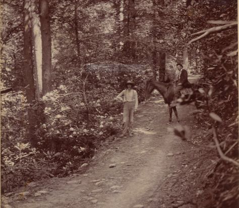 Mountain Road near Lick Creek, Pine Mountains, Virginia side, 1895. Part of University of Kentucky general photographic prints. Rocky Mountain Gothic, Appalachian Mountains Creepy, Appalachian Mountains Aesthetic, Spooky Mountains, Appalachian Aesthetic, Appalachia Aesthetic, Appalachian Gothic, Regional Gothic, Nanowrimo 2023