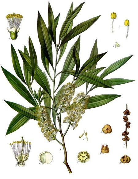 Melaleuca leucadendra - Wikipedia, the free encyclopedia Healing Tea, Botanical Artwork, Parts Of A Plant, Nail Fungus, Plant Illustration, Tree Oil, Medicinal Plants, Tea Tree Oil, Pure Essential Oils