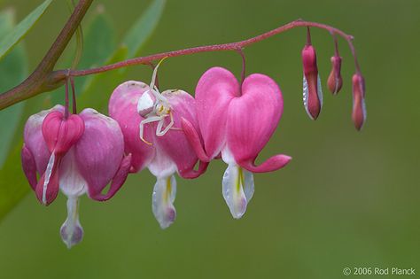 Goldenrod Crab Spider, Flower Crab Spider, Pink Crab Spider, Mimic Tattoo, Insects Project, Flower Crab, Spider Oc, Crab Spider, Ethereal Nature