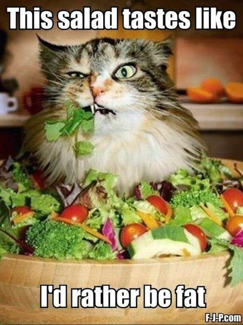 15 Animal Memes That Only People On Diets Will Get | Cuteness.com Funny Cats And Dogs, Funny Cat Memes, Workout Humor, E Card, Memes Humor, Crazy Cat, Crazy Cat Lady, Animal Memes, Makes Me Laugh