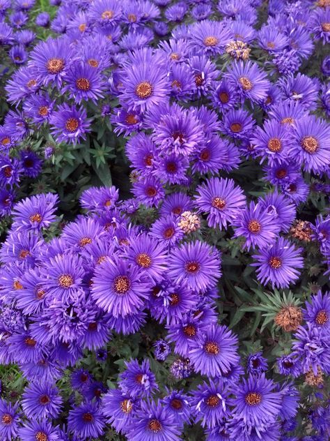 Purple Flowers Garden, Blooming Succulents, Garden Shrubs, Flowers Gif, Garden Help, Love Garden, Beautiful Flowers Pictures, Garden Trees, Flower Garlands