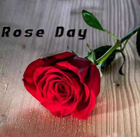 Rose Day Special, Happy Rose Day Wallpaper, Rose Day Pic, Rose Day Wallpaper, Rose Day Quotes, Happy Valentines Day Funny, Happy Rose Day, Funky Quotes, Rose Day