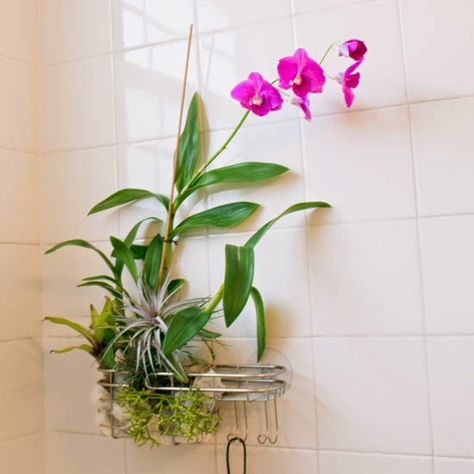 The Rainforest Garden: Turn a Shower Caddy into a Vertical Garden Bathroom Plants Decor, Air Plants Diy, Plants Bathroom, Hanging Orchid, Room Plants, Hgtv Garden, Orchid Bark, Orchid Plant, Vertical Gardens