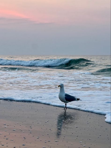 beach aesthetic seagull summer waves ocean Aesthetic Seagull, Coastal Birds, Class Games, Waves Ocean, Summer Waves, Ocean Vibes, Beach Aesthetic, Ocean Waves, Birds