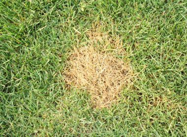 Patch bare spots Grass Texture Seamless, Lawn Problems, Lawn Repair, Grass Texture, Lawn Care Business, Weeds In Lawn, Lawn Fertilizer, Aerate Lawn, Lawn Care Tips