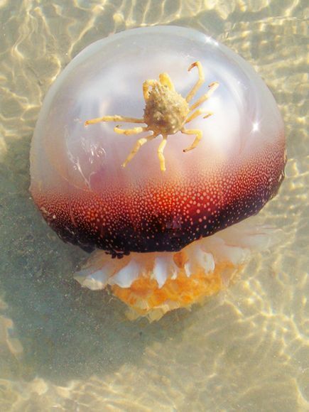 Jelly-Riding Crab  Photograph by Hannah Johnson, My Shot    A crab clings to its floating host as both are swept out to sea near Wrightsville Beach, North Carolina. One role jellyfish play in the marine ecosystem is the transport of other animals across the ocean. Cannonball Jellyfish, Jellyfish Photo, Creature Marine, Animals Tattoo, Unlikely Friends, Life Under The Sea, Water Creatures, Marine Ecosystem, The Deep Blue Sea