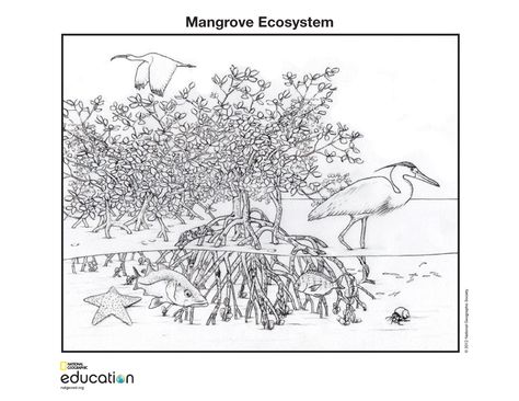 Zentangle Trees, World Wetlands Day, Forest Coloring Pages, Geo News, Pond Landscaping, Mangrove Forest, Marine Ecosystem, Nat Geo, Bengal Tiger