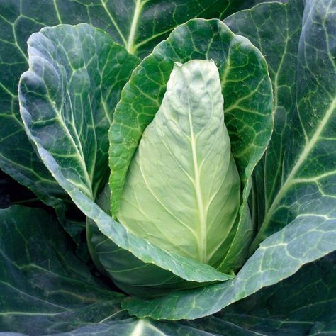 Cabbage Seeds - Caraflex F1 - View All Vegetable Seeds - Vegetable Seeds - Gardening Cabbage Seeds, Veg Patch, Cooked Cabbage, Plant Spacing, All Vegetables, Organic Seeds, Planting Vegetables, Fresh Salads, Seed Starting