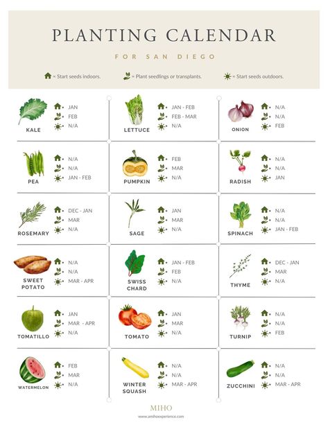 San Diego Spring Garden Planting Calendar — MIHO Fruit Planting Calendar, Garden Calendar Vegetable, Plant Infographic Design, Seed Planting Calendar, Gardening Infographic, Spring Vegetable Garden, Planting Calendar, Veg Patch, When To Plant