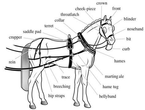 Harness & Saddle Making Types Of Saddles, Parts Of A Saddle, Western Saddle Sizing, Saddle Fitting English, Dutch Harness Horse, Western Saddle Types, Saddle Making, Horse Cart, Horse Lessons