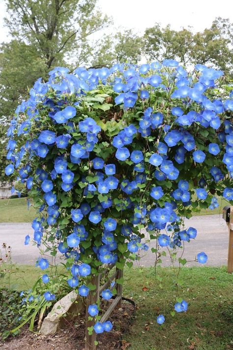 Morning Glory Vine, Blue Morning Glory, Garden Yard Ideas, Flowering Vines, Lawn And Garden, Dream Garden, Garden Planning, Live Plants, Backyard Garden