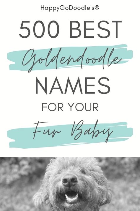 Are you dreaming of the best name for your Goldendoodle puppy? Then this list of 500 best Goldendoodle names is for you! You'll find names organized into categories: Goldendoodle girl names, Goldendoodle boy names, cute names, and even names that describe the Goldendoodle's personality and cute good looks. Read on and happy naming! Goldendoodle Names, Doodle Name, Red Goldendoodle, Dog Names Unique, Boy Dog Names, Sheepadoodle Puppy, Girl Dog Names, Golden Doodle Dog