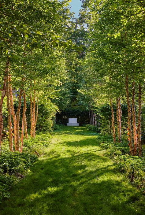 Hornbeam Hedge, Carved Headboard, Rose Uniacke, Scandinavian Chairs, Specimen Trees, Cabin Living, Side Garden, English Art, Silver Birch