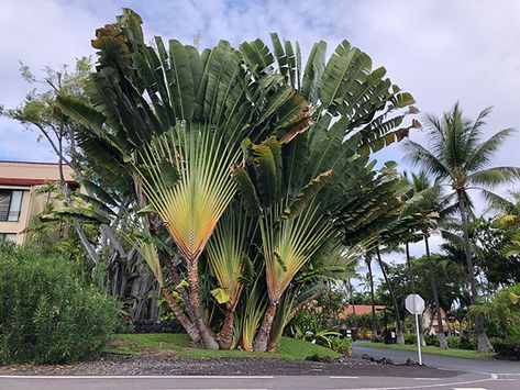 Ravenala Madagascariensis, Travelers Palm, Travellers Palm, Zone 10, Sand Textures, Environmental Concerns, Soil Ph, Growing Tree, A Tree