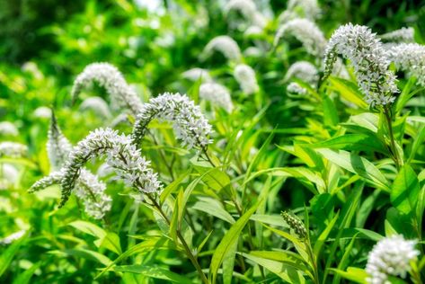 Tips on Growing Gooseneck Loosestrife - Garden Lovers Club Arrangement Of Flowers, Small White Flowers, Portrait Images, Shade Plants, Garden Lovers, Garden Stuff, Large Picture, Gifts In A Mug, Art Reproductions