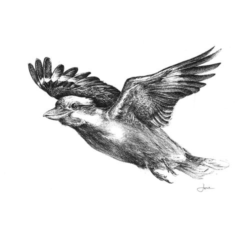 Kookaburra Sketch, Kookaburra Drawing, Kookaburra Tattoo, Animals Reference, Realistic Animal Drawings, Branch Drawing, Tattoo 2023, Pen Sketches, Belly Tattoo