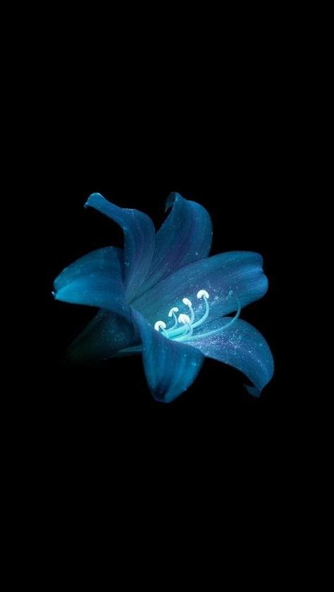 Flower Lockscreen, Black And Blue Wallpaper, Flowers Black Background, Dark Blue Flowers, Blue Flower Wallpaper, Blue Hibiscus, Flower Icons, Black Background Wallpaper, Nothing But Flowers