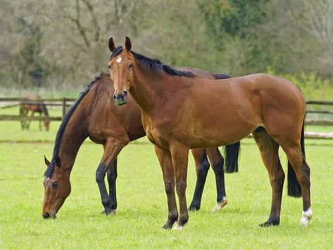 Horse Grazing, Horses Grazing, Bay Horses, Equine Nutrition, Bay Horse, All About Horses, Horse Care, Horse Breeds, Thoroughbred