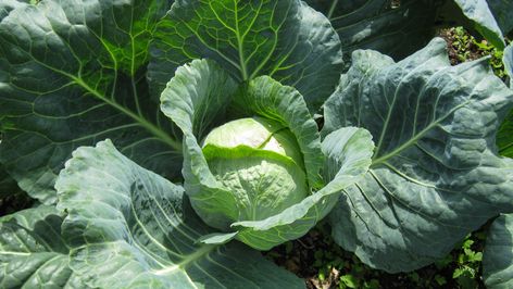 As the blogger behind Where are the Chickens explains, cabbage leaves are definitely edible, even if they don't look like the cabbage you know and love. Heirloom Tomatoes Varieties, Homemade Slaw, Cabbage Wraps, Making Sauerkraut, Cabbage Head, Flowering Cherry Tree, Flavorful Vegetables, Cooked Cabbage, Beet Greens