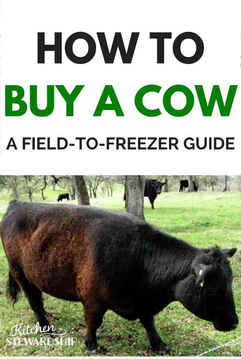 Buying A Whole Cow, Meat Processing Room Ideas, Raising Cows, Cow Meat, Beef Farming, Meat Butcher, Raising Cattle, Beef Cow, Meat Processing