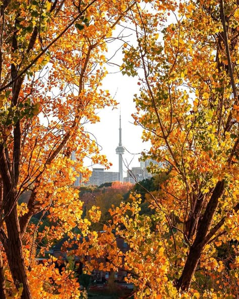 Autumn Beauty, Beauty Photos, Toronto Ontario, Facebook Cover, Happy Thanksgiving, Autumn Leaves, Ontario, Landscape Photography, Toronto