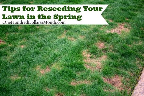 This past weekend the HH and I reseeded our lawn.  Let me tell you Bob, the winter sure wreaks havoc on  your lawn, and with my new goal of working in the garden every day, it has had a lot of foot traffic, which in its delicate state, kind of leaves bare spots.  Bare spots … Reseeding Lawn, Organic Lawn Care, Spring Lawn Care, Seeding Lawn, Lawn Fertilizer, Aerate Lawn, Diy Lawn, Lawn Care Tips, Lawn Sprinklers