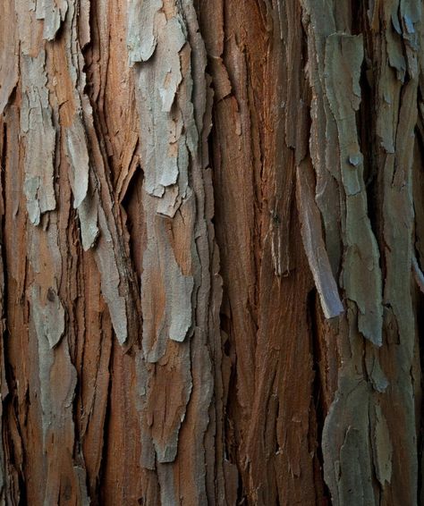 Cedar Bark Tree Bark Texture, Cedar Oil, Wood Bark, Tree Textures, Cedarwood Essential Oil, Home Brewing Beer, Old Tree, Cedar Trees, Tree Bark