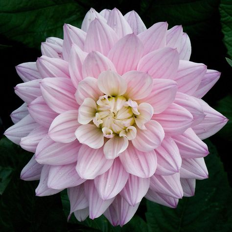 Dahlia Karma Prospero, Flowers Dahlias, Macro Photography Flowers, Flower Games, Indoor Flowering Plants, Dahlias Garden, Plant Fungus, Blossom Garden, Plant Hacks