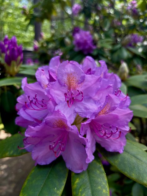 Beautiful flower that looks good all year long #rhododendron #flowers #floral #gardening #aesthetic #summer #aestheticedits #aesthetictumblr Rhododendron Aesthetic, Haunting Adeline, Gardening Aesthetic, Aesthetic Summer, Beautiful Flower, Beautiful Flowers, That Look, Plants, Flowers