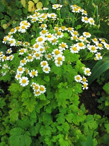 Tanacetum parthenium 'Aureum' Feverfew Plant, Tanacetum Parthenium, Medicinal Herbs Garden, Herbs Garden, Perennial Flowers, Garden Levels, Port Townsend, Perennial Herbs, Community Garden