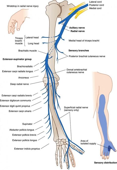 radial n Nerve Anatomy, Radial Nerve, Elbow Braces, Anatomy Physiology, Muscle Anatomy, Human Anatomy And Physiology, Medical Anatomy, Hand Therapy, Carpal Tunnel