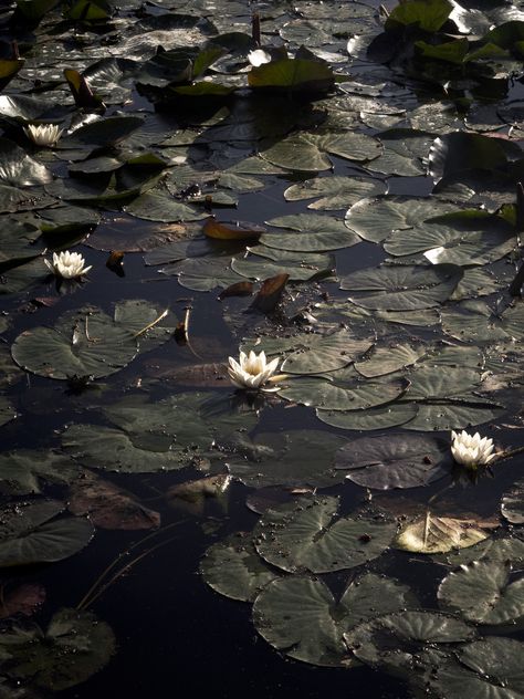 Alexandra_Marie_Interiors_&_Photography_Photographic Prints_Centennial_Park_04 Waterlily Aesthetic, Nature Homescreen, Alexandra Aesthetic, Dreamlike Photography, Dark Spring Aesthetic, Swamp Lily, Lotus Photography, Lotus Flower Pictures, Interiors Photography