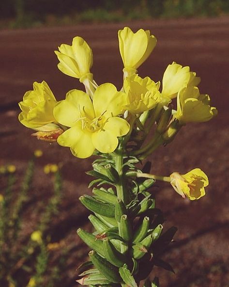 Evening Primrose is considered a loved wildflower to some and an annoying weed to others. In historical folklore, evening primrose are said to represent fickleness. Those practicing witchcraft also recommended using the plant while bathing to increase desirability to potential lovers and friends.  Oil from the leaves and seeds can be used in creams to aid in healing and relieve itching and redness of skin caused by eczema, wounds, or burns. Ingesting the oil has also been found to improve cardio Common Evening Primrose, Flowers For Bouquet, Xeriscape Garden, Scented Plants, Apothecary Garden, Oenothera Biennis, Minnesota Wildflowers, Evening Primrose Flower, Primrose Flower