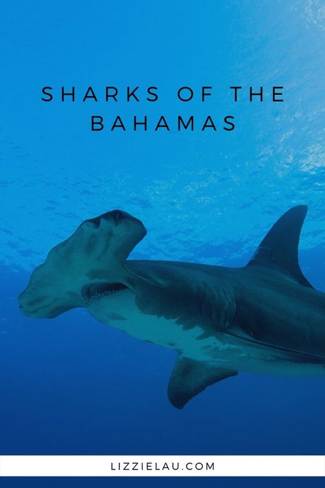 The Bahamas is a popular destination because of the diversity of marine life. You may get lucky and encounter a variety of sharks of the Bahamas. #Bahamas #sharks Bahamas Sharks, Bimini Islands, Bimini Bahamas, Bahamas Honeymoon, Nature Destinations, Cat Island, Bahamas Travel, Bahamas Vacation, Bahamas Island