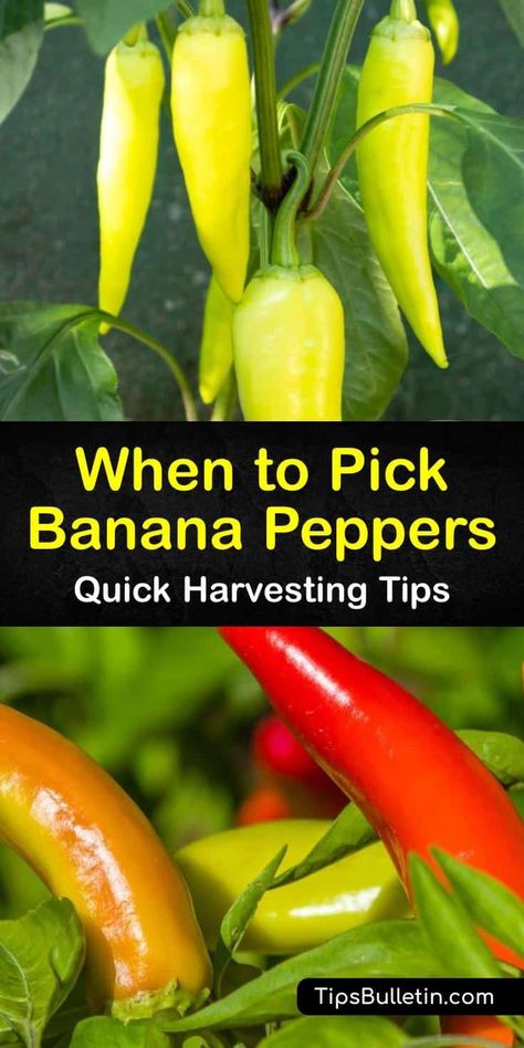 Learn how to harvest from a banana pepper plant in your garden. This growing season, learn how to identify the ripeness of hot banana peppers and other wax peppers. Storing and pickling hot varieties of banana and bell peppers is a great way to use up extra peppers. #ripe #banana #peppers How To Freeze Banana Peppers, Canning Hot Banana Peppers, Hot Wax Pepper Recipes, Hot Banana Pepper Recipes, Wax Pepper Recipes, Growing Banana Peppers, Harvesting Peppers, Storing Bananas, Wax Peppers