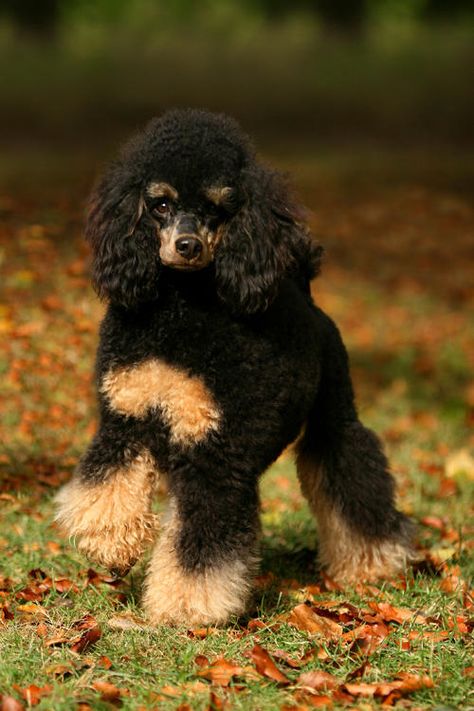 Phantom Poodle, Brown Poodle, Poodle Grooming, Miniature Poodle, Poodle Mix, Poodle Puppy, Standard Poodle, Poodle Dog, Toy Poodle