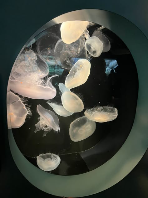 The Aquarium, Jellyfish, Floating, Bowl, Water, Glass, Black