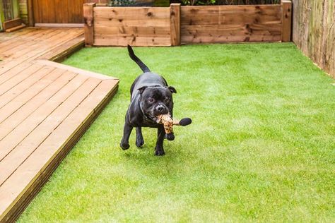 Fake Grass Backyard, Turf For Dogs, Artificial Grass Ideas, Outdoor Dog Runs, Artificial Grass Backyard, Artificial Grass For Dogs, Dog Friendly Garden, Turf Backyard, Indoor Dog Park