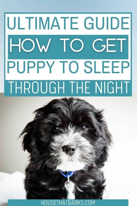 First Night With Puppy, Puppy Schedule, How To Sleep, Sleeping Puppies, Dog Training Techniques, Gsd Puppies, Really Cute Dogs, Cute Dog Pictures, Getting A Puppy