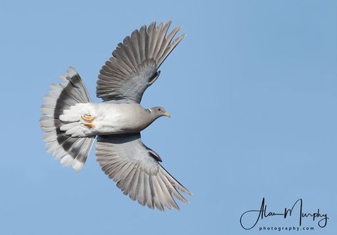 Band-tailed Pigeon Band Tailed Pigeon, Bird Migration, Bullet Journal Aesthetic, Photo Club, Journal Aesthetic, Learning Photography, Field Guide, Perfect Image, Natural Environment