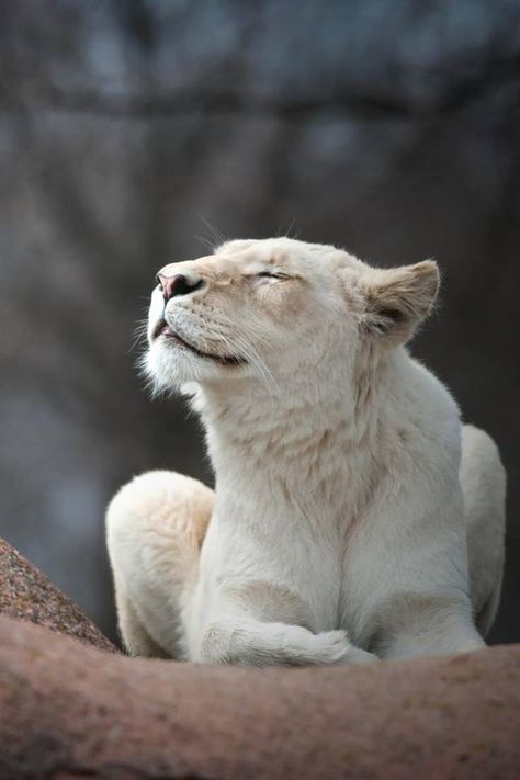 Beautiful Lioness Regard Animal, Albino Animals, White Lion, Cheetahs, Animal Planet, Beautiful Cats, Goa, Big Cats, Beautiful Creatures