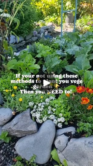 15K views · 948 reactions | 🌿 Why use these methods in your vege garden 💡👇

Layering, dense planting plans, natural pest control plants & companion planting go hand in hand when thinking about a highly productive, pest free & beautifully planted vege patch. 

When I first started planting this way I was truly blown away by the results. It didn't happen over night but it did happen. I observed my garden ALOT always adament that I was going to learn EVERYTHING I could from hands on experience 

Failures & wins I learnt something! 

I started to notice things like the aphids would come and start to invade my brassicas.....then as soon as the yarrow went into flower the aphids started to dissappear. 

Originally I planted yarrow for its medicinal properties but fascinated by this observatio Garden Layering, Dense Planting, Vege Patch, Vege Garden, Pest Control Plants, Planting Plan, Natural Pest Control, Garden Harvest, Over Night