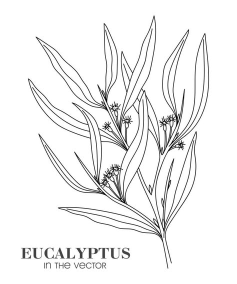 Eucalyptus Sketch, Eucalyptus Illustration, White Eucalyptus, Eucalyptus Radiata, Gum Leaves, Packaging Idea, Tree Saw, Royalty Free Video, Tree Illustration