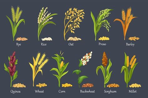 Cash Crops Images, Rabi Crops Images, Posters On Millets, International Year Of Millets Drawing, Millet Drawings, Millets Poster Making Ideas, Millet Illustration, Millets Drawing, Growing Millet