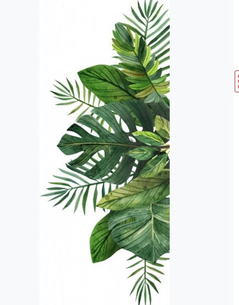 Monstera plant care