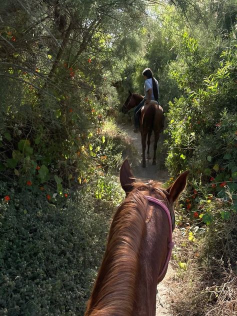 Horse Lifestyle, Freetime Activities, Horsey Life, Peaceful Heart, Horse Pics, Equestrian Aesthetic, Horse Aesthetic, Euro Summer, Foto Tips