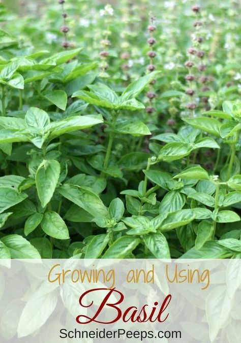 Propagate Basil, Types Of Basil, Grow Basil, Growing Basil, Dreamy Garden, Homestead Ideas, Gardening Zones, Basil Plant, Herb Gardening